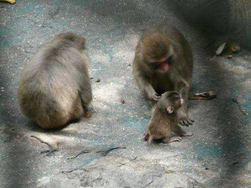 мама обезьянка- Слингомамы