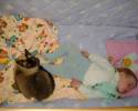 Кошка Лолита охраняет Полиночку Спят усталые игрушки,книжки спят...