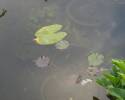 Найди черепаху Никитский Ботанический сад