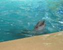 Дельфинчик улыбается Парк-Айвазовского