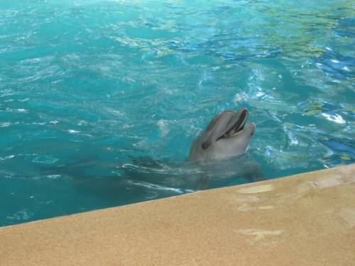 Дельфинчик улыбается- Парк-Айвазовского