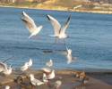 чайки в полете Ретро фото Севастополя