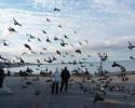 голуби в полете Ретро фото Севастополя