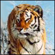 Аватарка tyman1