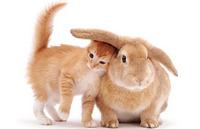 В Севастополе состоятся выставки кроликов и кошек